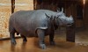 Mounted Versailles rhino