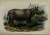 Javan Rhino in London 1873