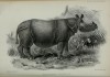 Javan Rhino in London 1873