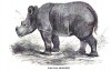 Sumatran Rhino 1872