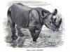 African Black Rhino 1872