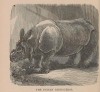 Philadelphia Indian rhino