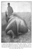Tjader 1909 Rhino back