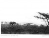 Russell 1914 Rhino in thorn bush