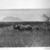 Roberts 1914 Black rhino in landscape