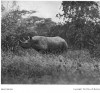 Roberts 1914 Disturbed rhino