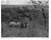 Roberts 1914 Black rhino