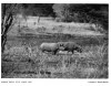 Roberts 1914 Female rhino