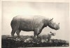 AMNH 1930 Diorama Sumatran rhino