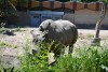 Black rhino in Duisburg
