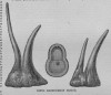 Bifid rhinoceros horns