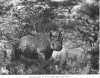 Maxwell 1930 Rhino with tick birds