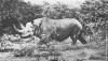 Maxwell 1930 Black rhino