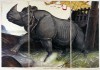 Loss of the Lisbon Rhinoceros