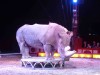 Circus Krone white rhino