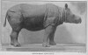 London Museum 1921 Javan rhino