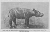Sumatran rhino from Perak