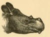 Head of Sumatran rhino