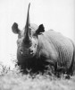 Black rhino with long horn