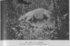 Indian rhino in Assam 1933