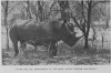 Bourdillon 1934 Nile rhino