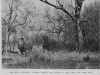 Bourdillon 1934 Nile rhino