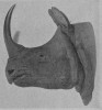 Record horn of R. unicornis
