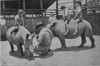 Hartley 1950 Nile rhino
