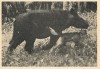 Rhino in Perak 1957