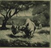 Raoul Millais on black rhino
