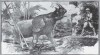 Holder 1929 Rhino Hunt