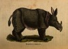British Museum rhino
