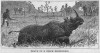Death of black rhino