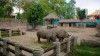 Rhinoceroses at the Saigon Zoo