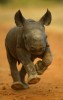 An African rhino puppy