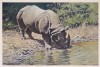 Indian rhino drinking