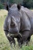 A grazing white rhinoceros
