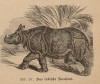 Eschelbach Indische Nashorn