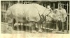 Brehm Indian Rhino 1915