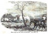 White rhino 1857