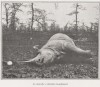 Dead black rhino 1927