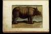 Galle's rhinoceros 1586