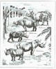 Five species of rhino