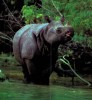 Javan rhino 1982