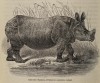 Noll Indian rhino