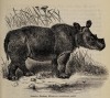 Noll Sumatran rhino