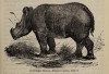 Noll Rhinoceros lasiotis