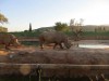 Athens Zoo white rhino 2018