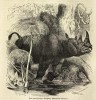 Brehm 1865 African rhino