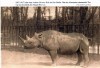 Black rhino in Berlin 1907-1917